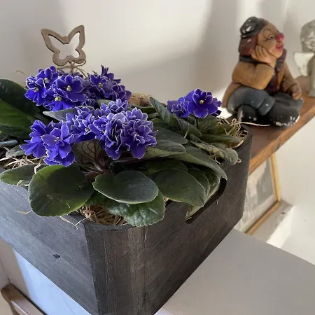 Pensionat Slunecnice Dvůr Králové nad Labem