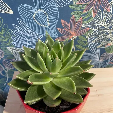 Slunecnice 3* Dvůr Králové nad Labem